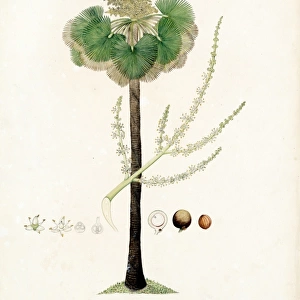 Botanical Art Rights Managed Collection: William Roxburgh