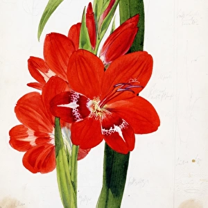Gladiolus cruentus, T. Moore (Blood-red Gladiolus)