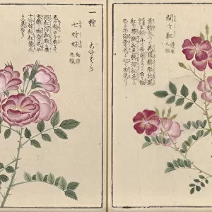 Roses (Rosa multiflora or Rosa polyantha), woodblock print and manuscript on paper, 1828