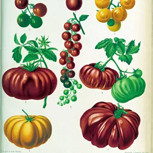 Solanum lycopersicum, Tomatoes