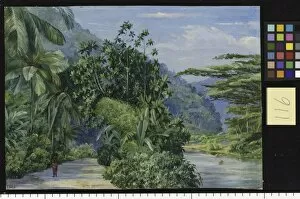 116. The Bog-walk, Jamaica, with Bread Fruit, Banana, Cocoanut