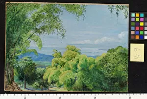 149. View over Port Royal, Jamaica, with Bamboos in the foregrou