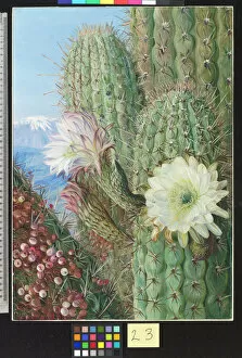 23. A Chilian Cactus in flower and its leafless Parasite in frui