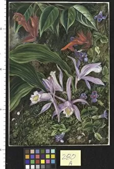 280. Wild Flowers of Darjeeling, India