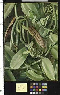611. Foliage, Flowers, and Fruit of Vanilla albida