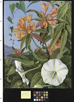 672. A Javan Rhododendron and Ipomoea
