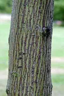 Acer davidii trunk