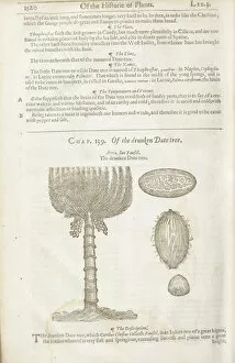 Areca catechu, 1636