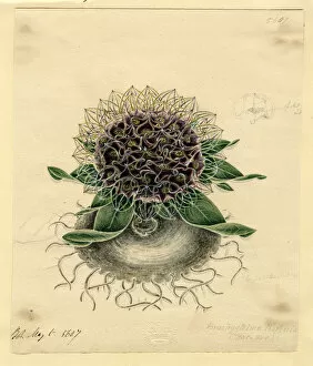 Brachystelma barberiae, 1866