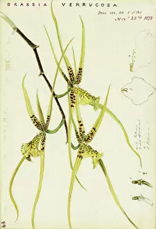 Brassia verrucosa (Spider orchid), 1879