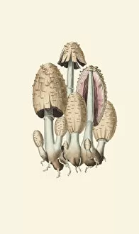 Botanical Art Rights Managed Collection: Fungi