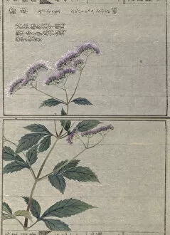 Eupatorium (Eupatorium lindleyanum var trifoliolatum), woodblock print and manuscript on paper, 1828