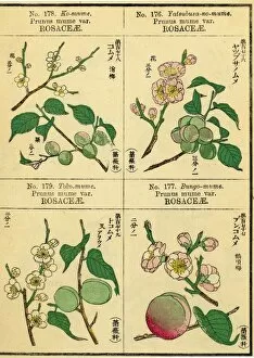 Botanical Art Rights Managed Collection: Japanese Plants