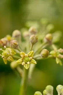 Hedera ( ivy flower)