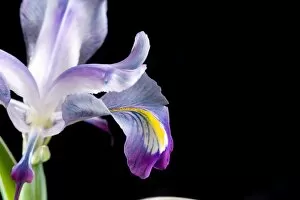 Iris stocksii