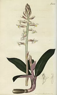 Ludisia discolor (Jewel orchid), 1819
