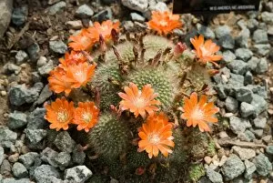 Plants and Fungi Rights Managed Collection: Desert plants