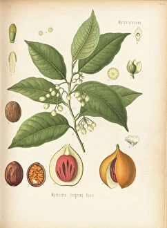 Myristica fragrans, nutmeg, 1887