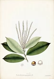 Quercus squamata Roxb