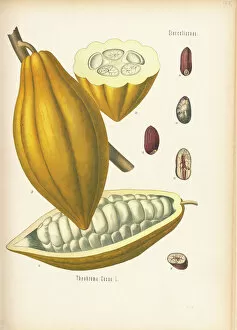 Theobroma cacao, 1887