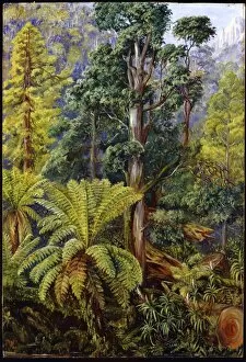 Botanical Art Rights Managed Collection: Landscapes