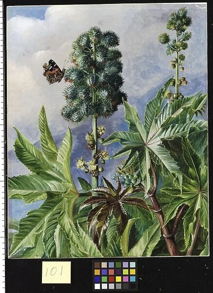 101. Palma Christi or Castor Oil, painted in Brazil