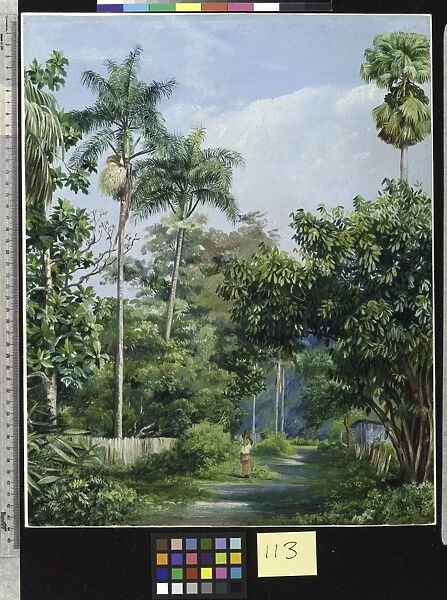 113. Road near Bath, Jamaica, with Cabbage Palms, Bread Fruit, C