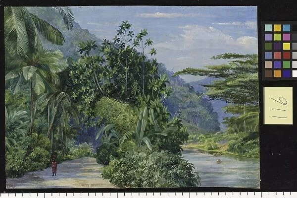 116. The Bog-walk, Jamaica, with Bread Fruit, Banana, Cocoanut