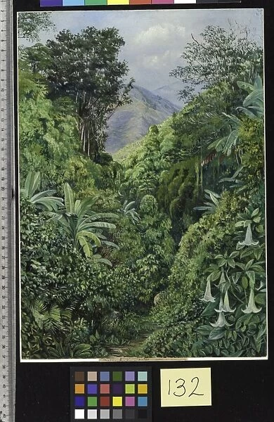 132. Valley behind the Artists House at Gordontown, Jamaica