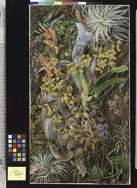 134. Group of Epiphytal Orchids and Bromeliads, Brazil