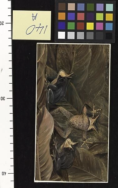 140. Tree Frogs, found amongst dead leaves, Brazil