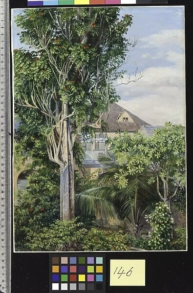 146. The Garden of Kings House, Spanish Town, Jamaica