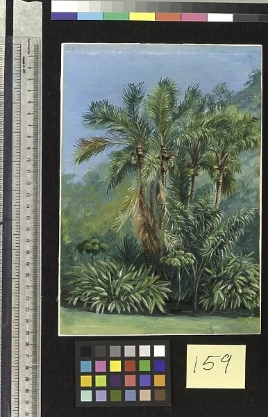 159. Group of small Palms, Rio Janeiro, Brazil