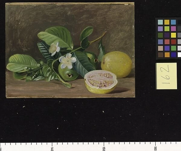 162. Foliage, Flowers, and Fruit of a variety of Guava