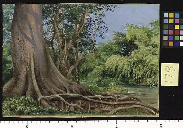 178. Snake Tree and Bamboos, on Spanish River, Jamaica