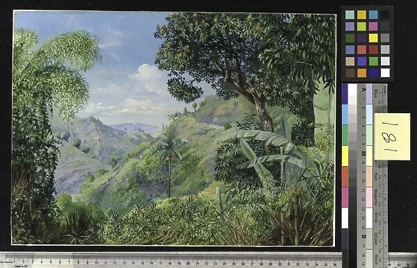 181. View on the Flamsted Road, Jamaica