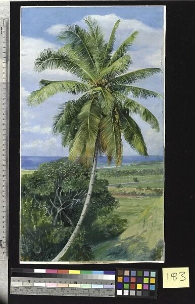 183. Study of Cocoanut Palm