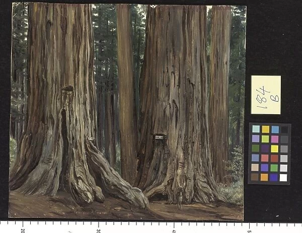 184. Castor and Pollux in the Calaveras Grove of Big Trees, Ca 184. Castor and Pollux in the Calaveras Grove of Big Trees, Ca