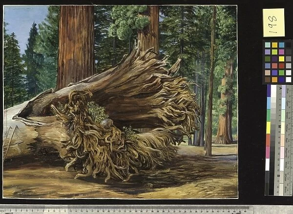 198. A Fallen Giant, Calaveras Grove, California