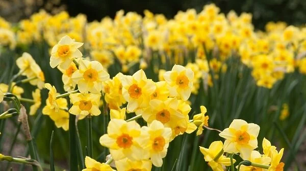 20082134 Amaryllidaceae Narcissus Golden Dawn