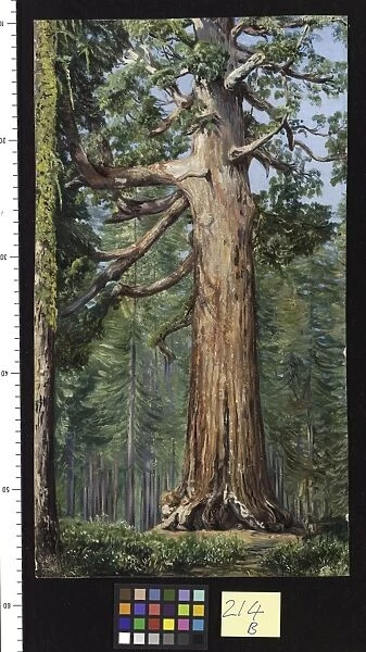 214. The Great Grisly Big Tree of the Mariposa Grove. 214. The Great Grisly Big Tree of the Mariposa Grove