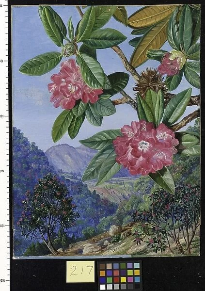 217. The South Indian Rhododendron