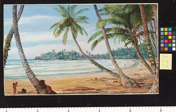 229. Cocoanut Palms on the coast near Galle, Ceylon