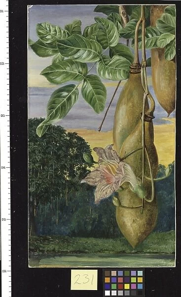 231. Foliage, Flowers, and Fruit of an African Tree painted in I