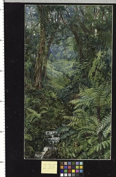 235. Valley of ferns near Rungaroon, India