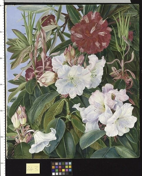 243. Foliage and Flowers of two Indian Rhododendrons