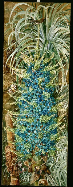 25. Inflorescence of the Blue Puya, and Moths, Chili