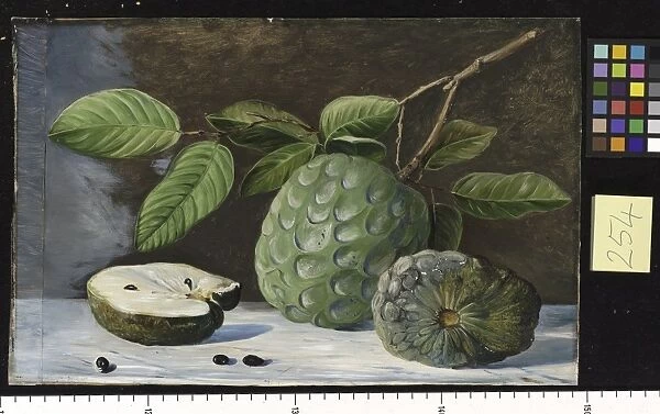 254. Foliage and Fruit of the Cherimoyer