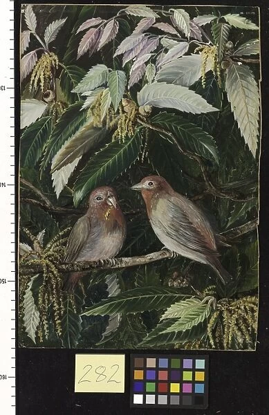 282. A. Himalayan Oak and Birds, Nainee Tal, India