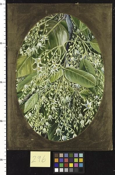296. Flowers of Sal. Shorea robusta, Roxb